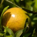 ไร่ส้มธนาธร 54