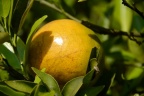 ไร่ส้มธนาธร 54