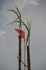 DSC 0044