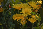DSC 0047