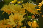 DSC 0048