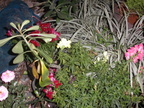 PICT0010