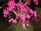 PICT0012
