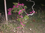 PICT0013